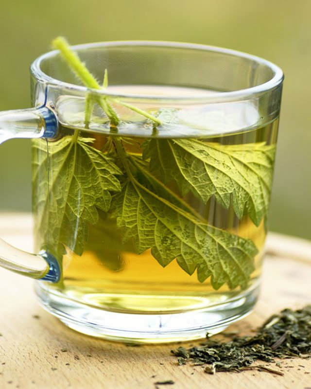 stinging nettle tea fertility