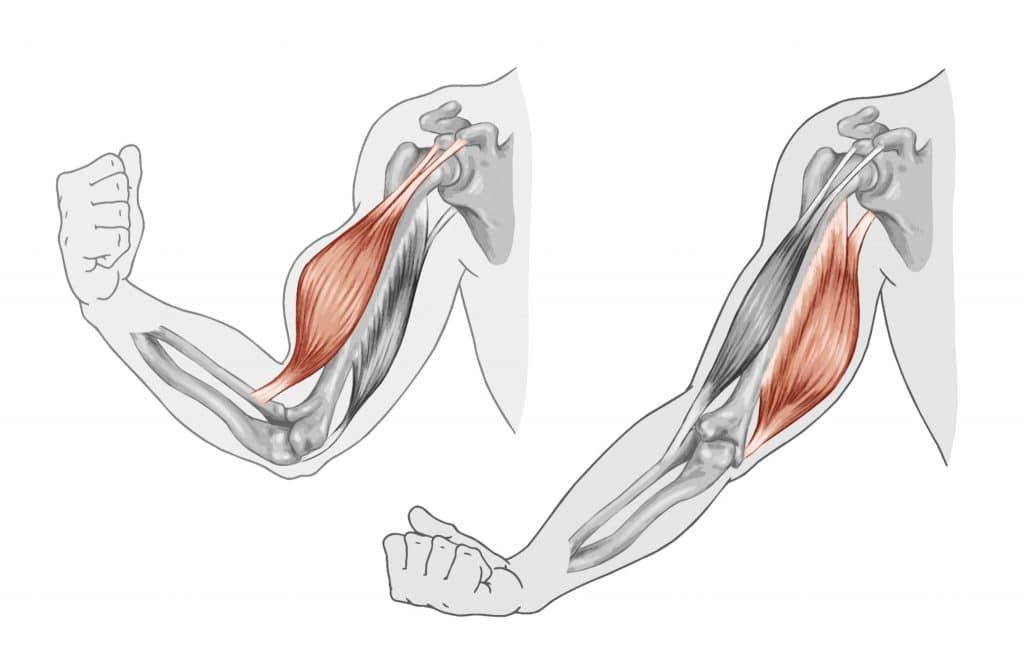 Muscles and fascia