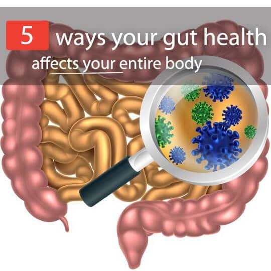 gut bacteria affects body