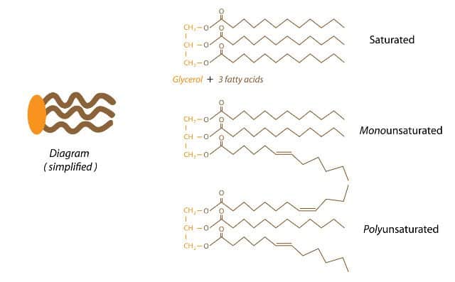 Saturated fat structure