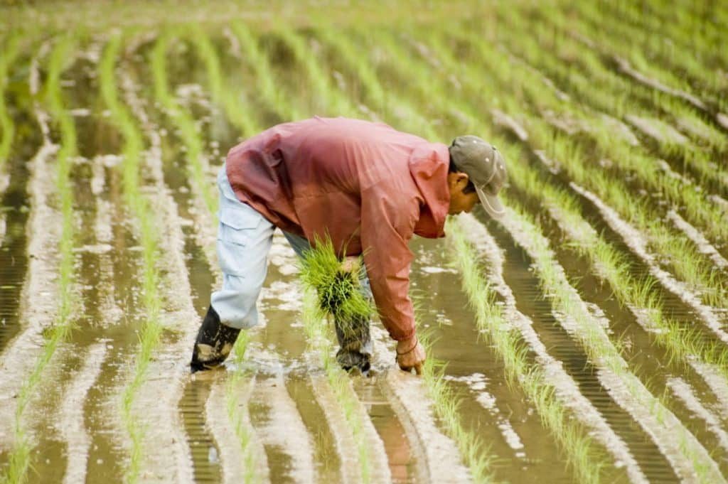 Okinawan farmer