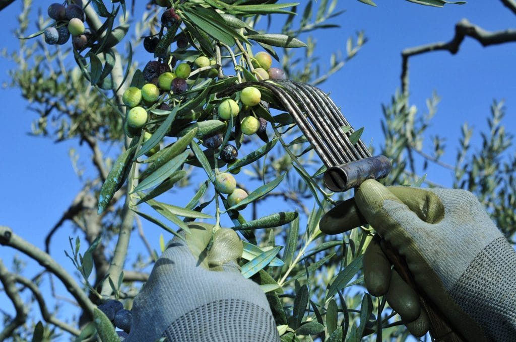 harvest