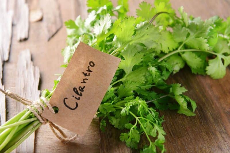 cilantro