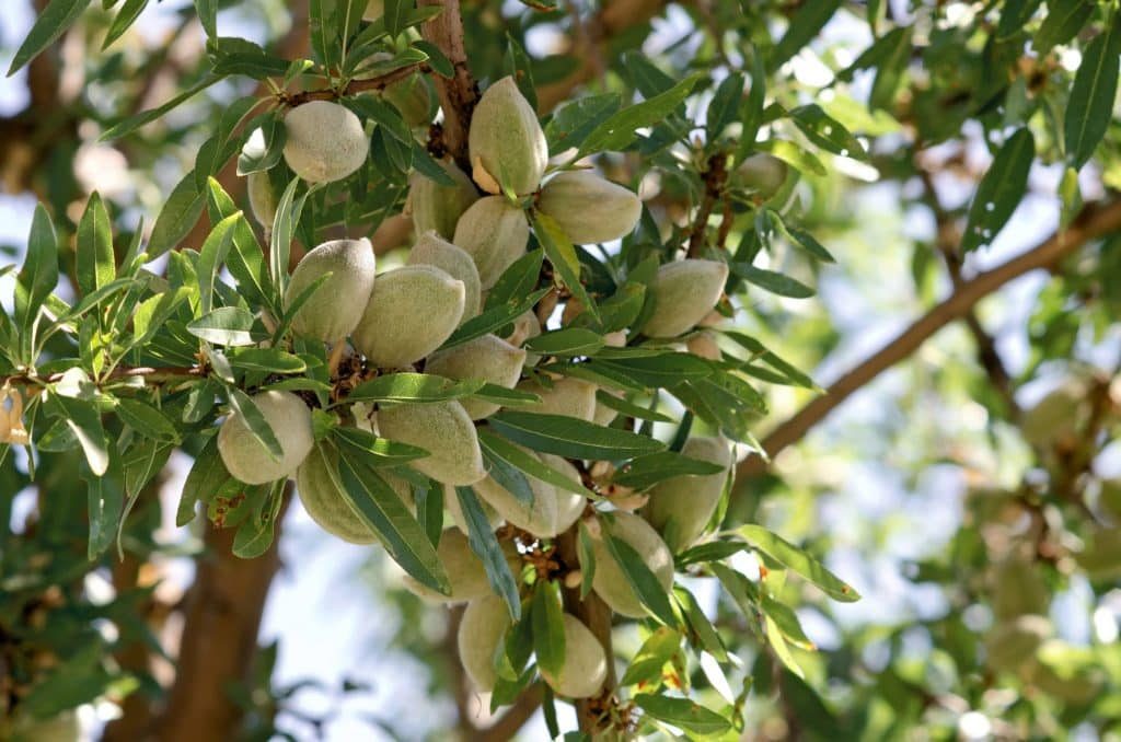  Almond tree