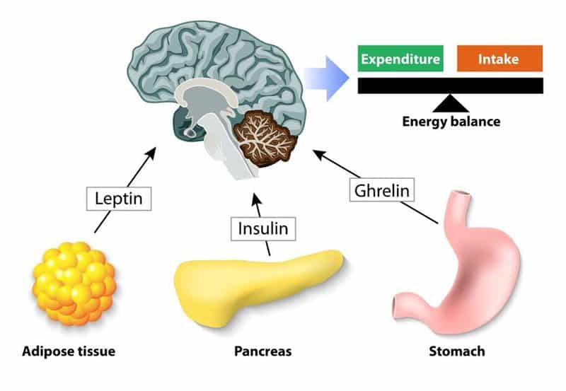 hormones for weight loss