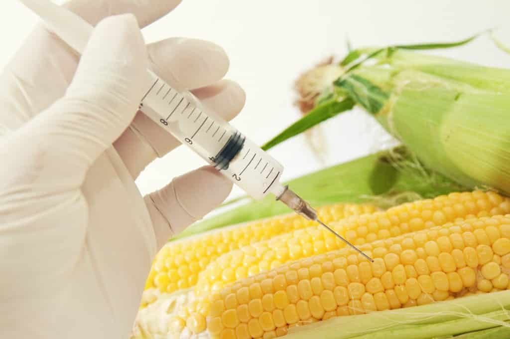 GMO food