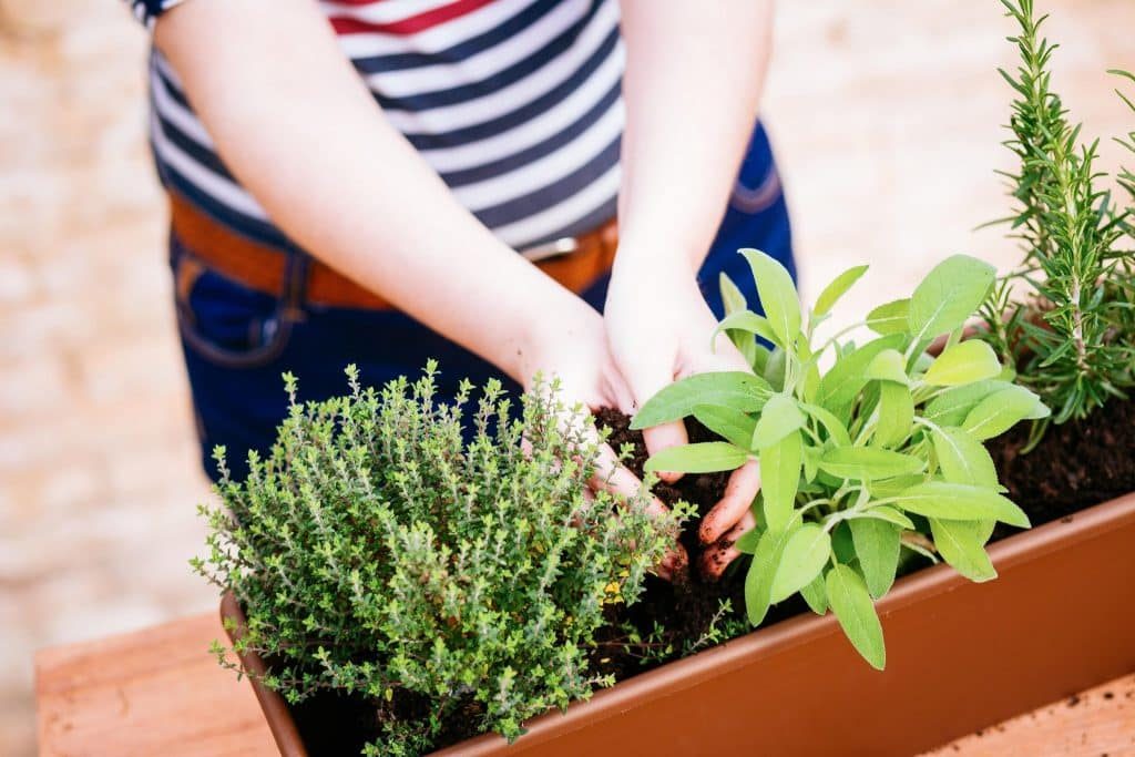 Growing herbs in containers