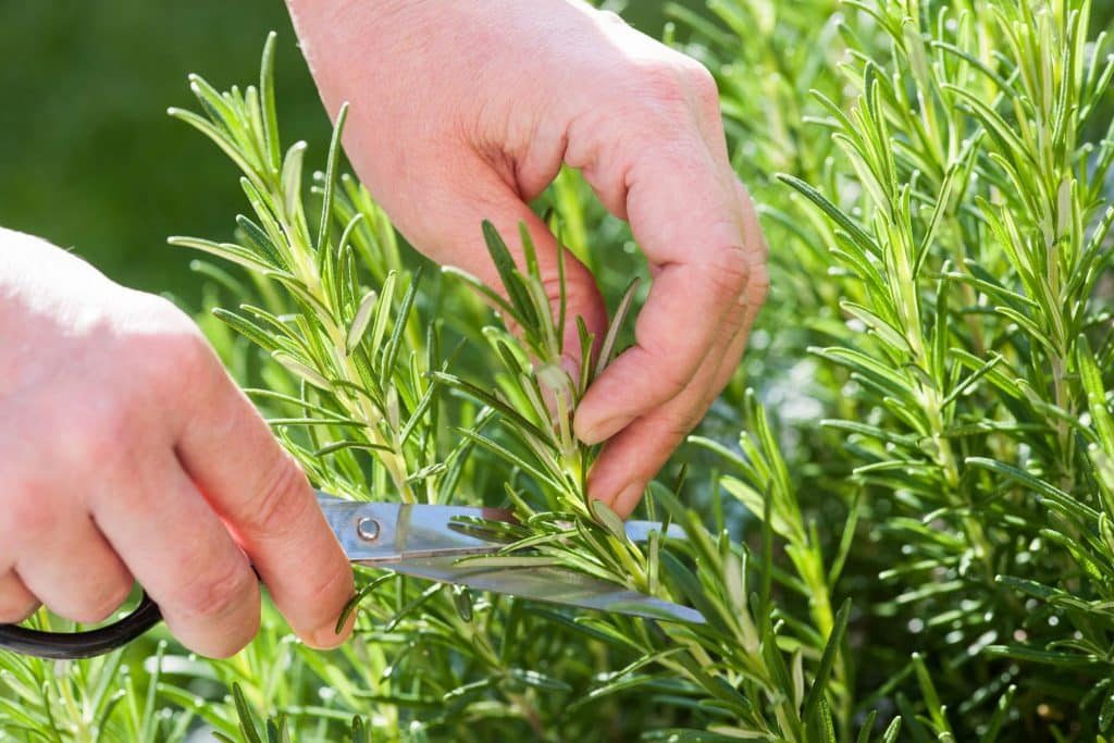 Harvesting herbs