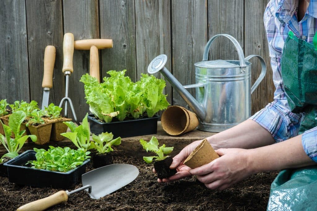 Herb garden