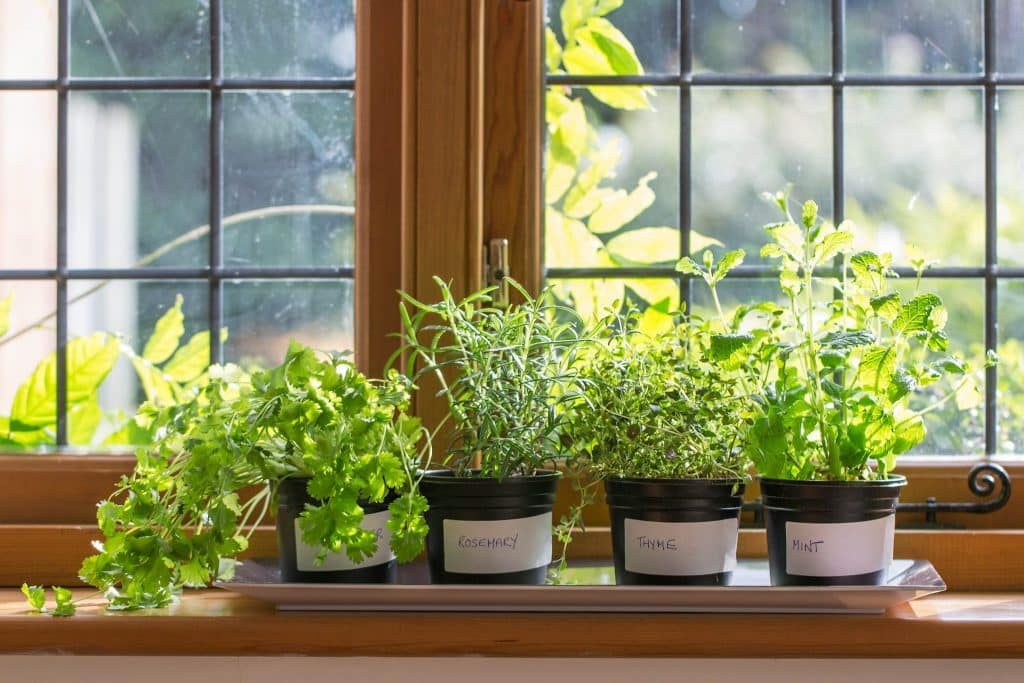 How to grow herbs indoors