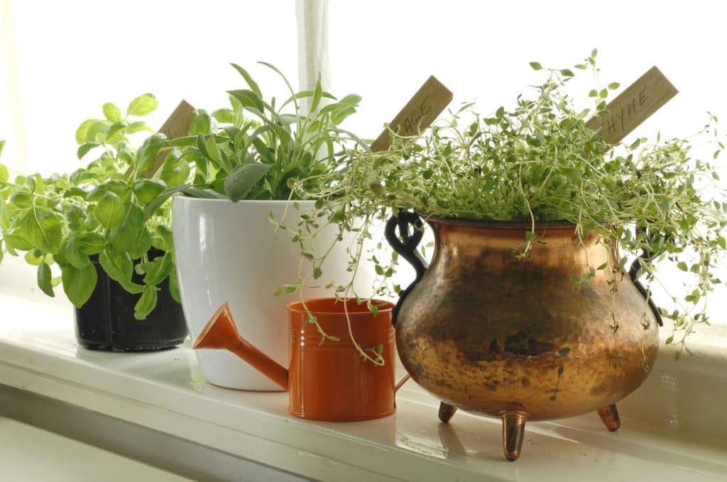 Indoor herbs