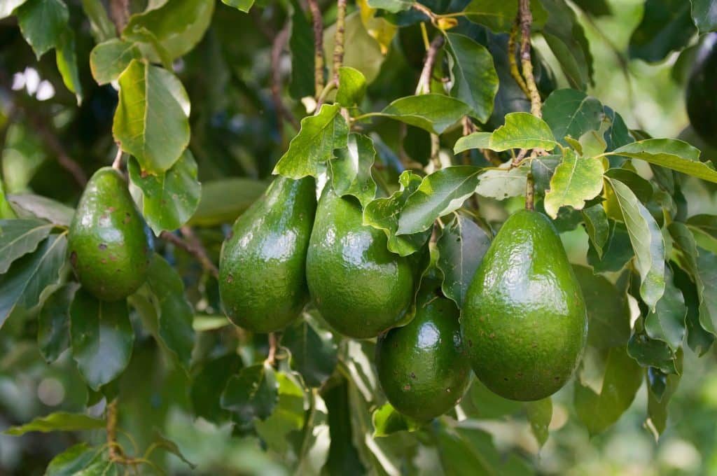 Avocado tree