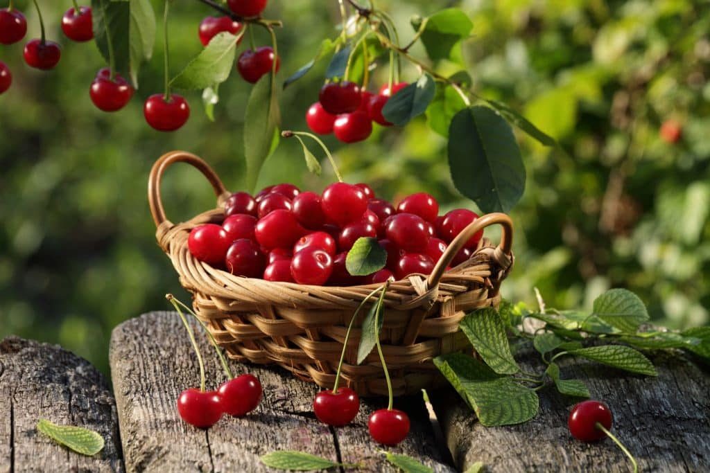 Collecting cherries