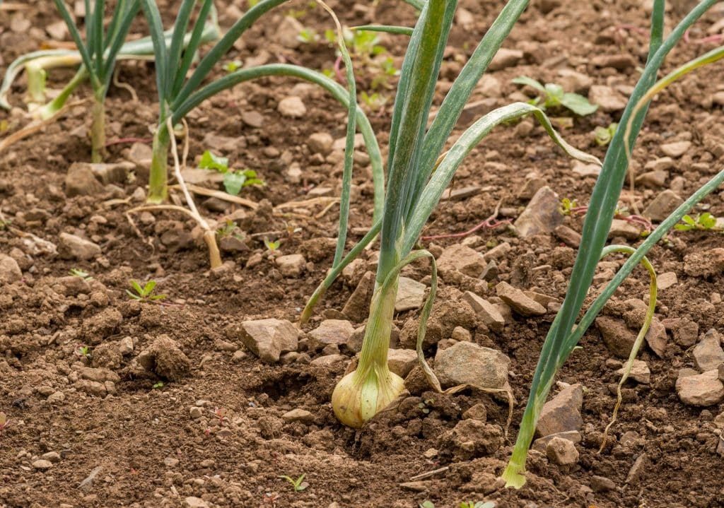Growing onions