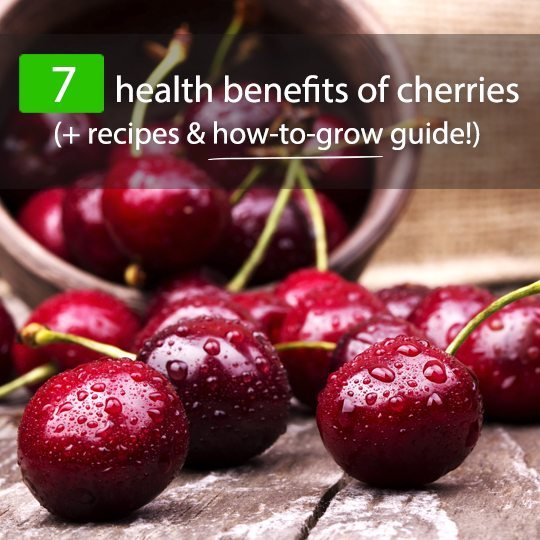 The Top 7 Sweet Health Benefits Of Cherries Recipes And ‘how To Grow Guide Healthwholeness 1898