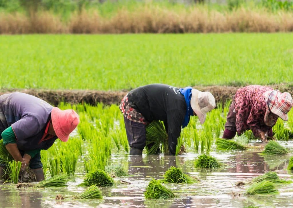 Rice farming