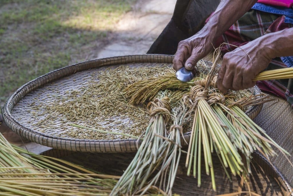 Preparing rice