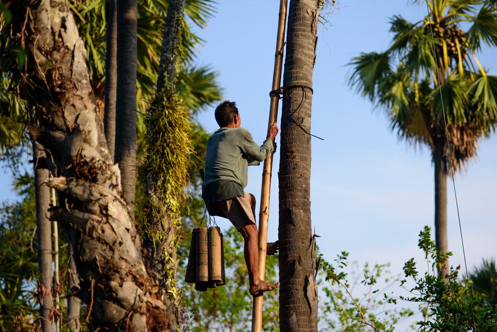 harvesting coconuts