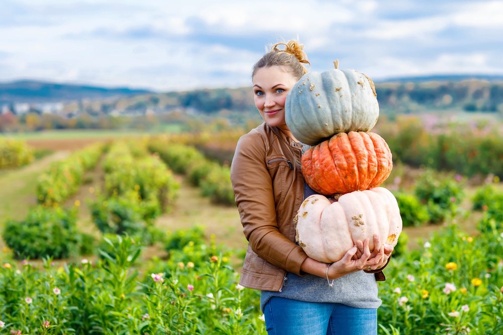 pumpkin harvest