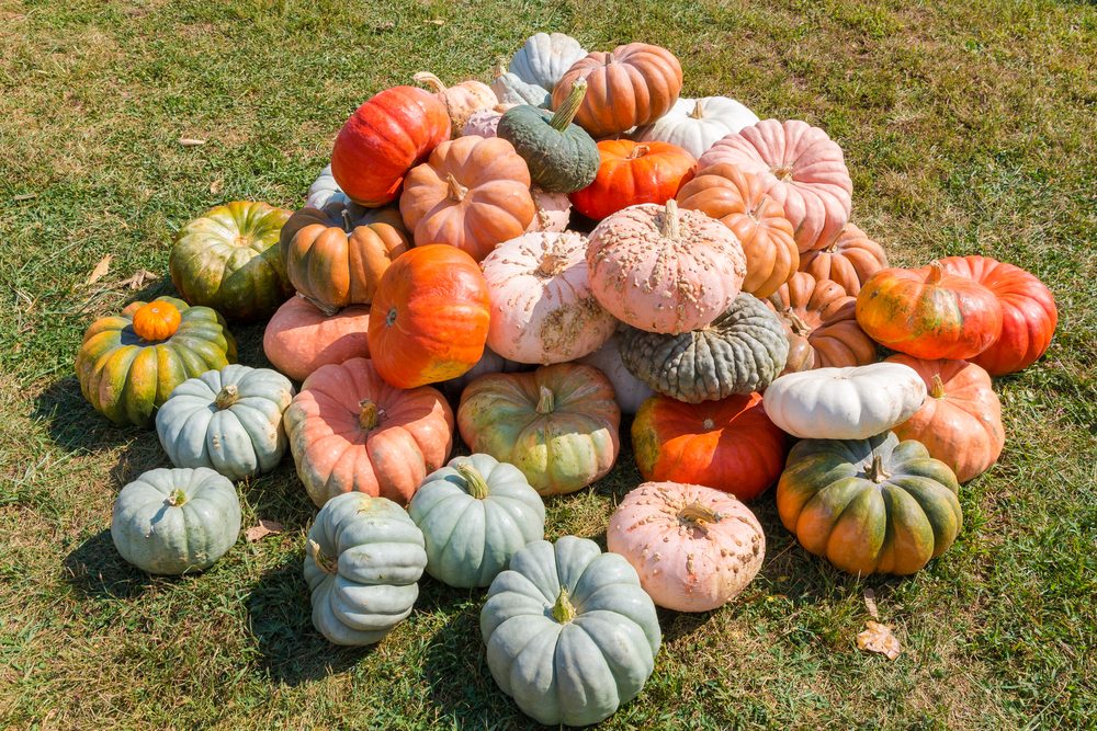 pumpkin varieties