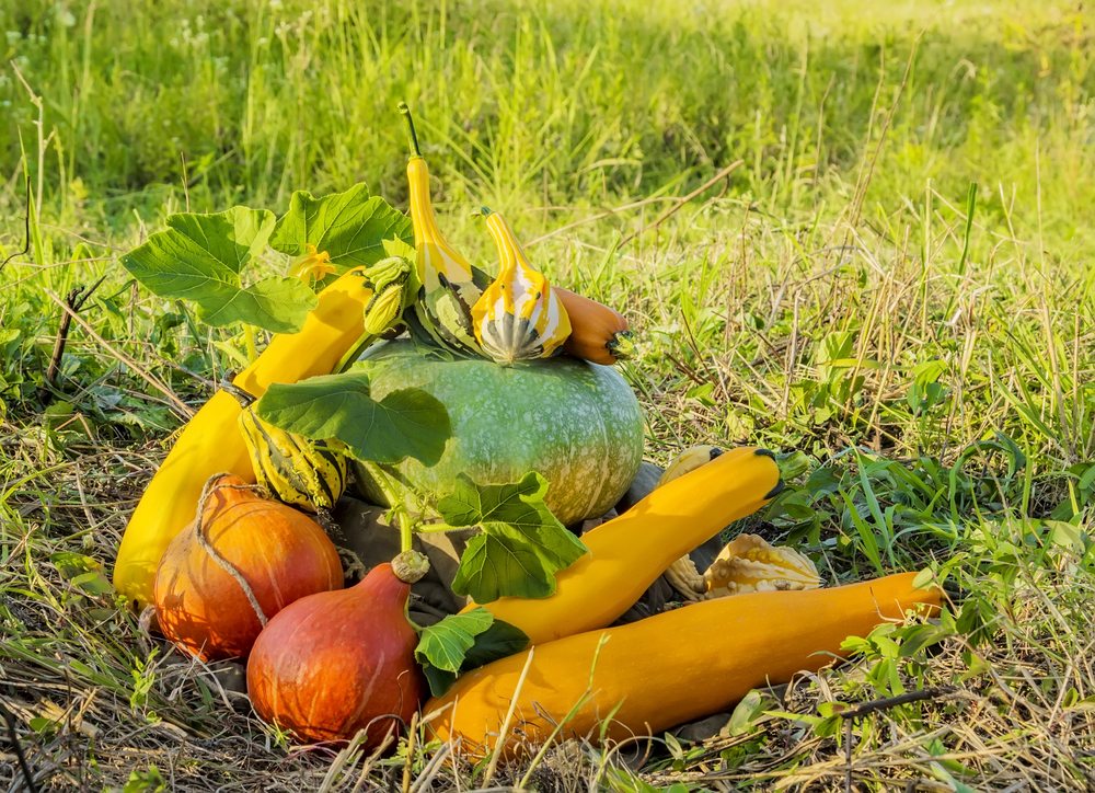 pumpkins