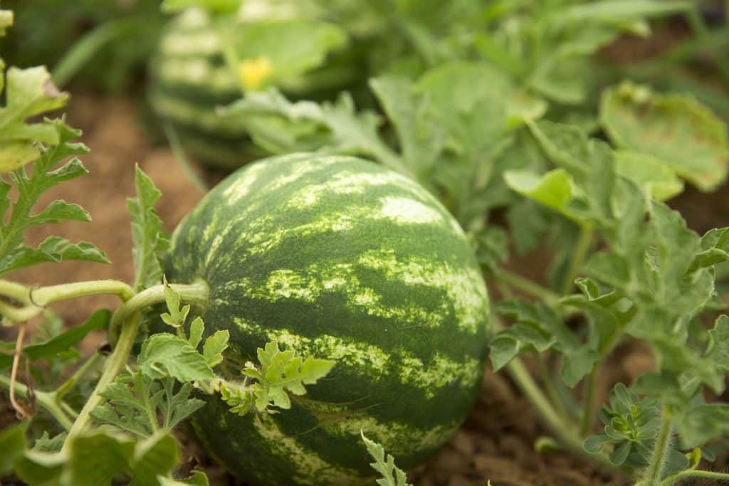 Watermelon harvest