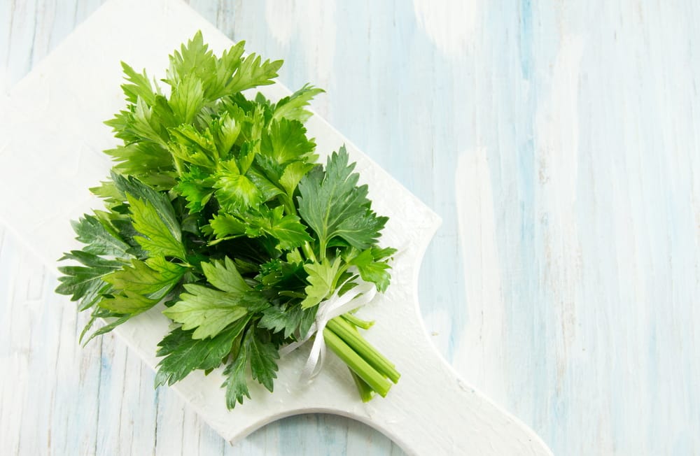 Celery food for upset stomach